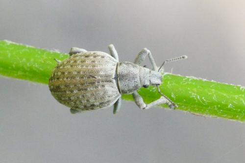 Réf. 258 451 : Attactagenus plumbeus